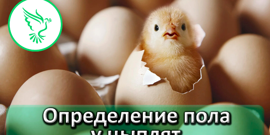Как определить пол цыпленка: точные методы для кур, уток, гусей и индюков. | ООО ВетАгро