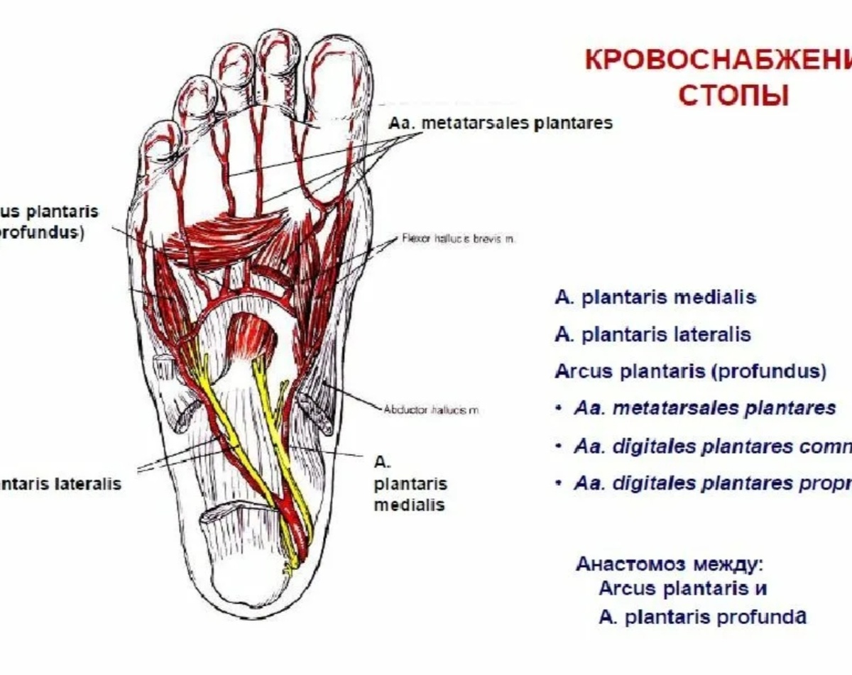 Стопа-трудяга достойна качественного регулярного ухода! 