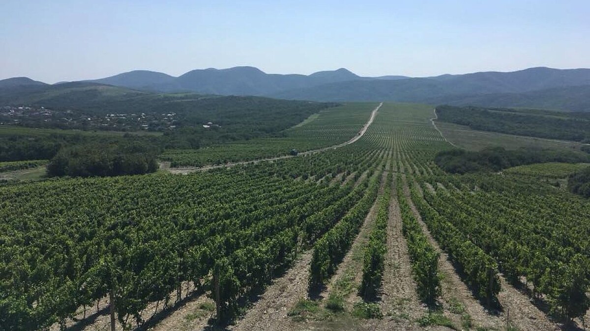    Фото: телеканал «Краснодар»