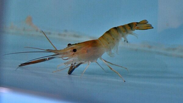    © Sputnik / Виктор Толочко