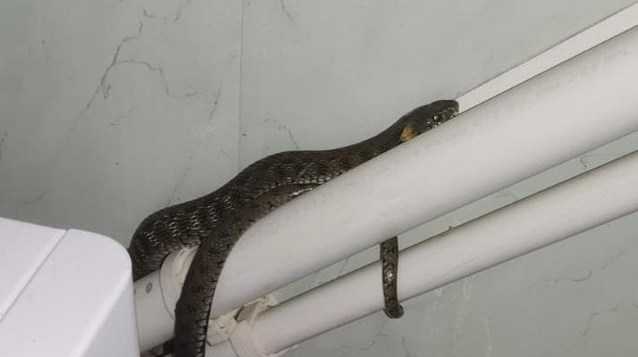 Уж заполз в дом с .Покровское Неклиновского района