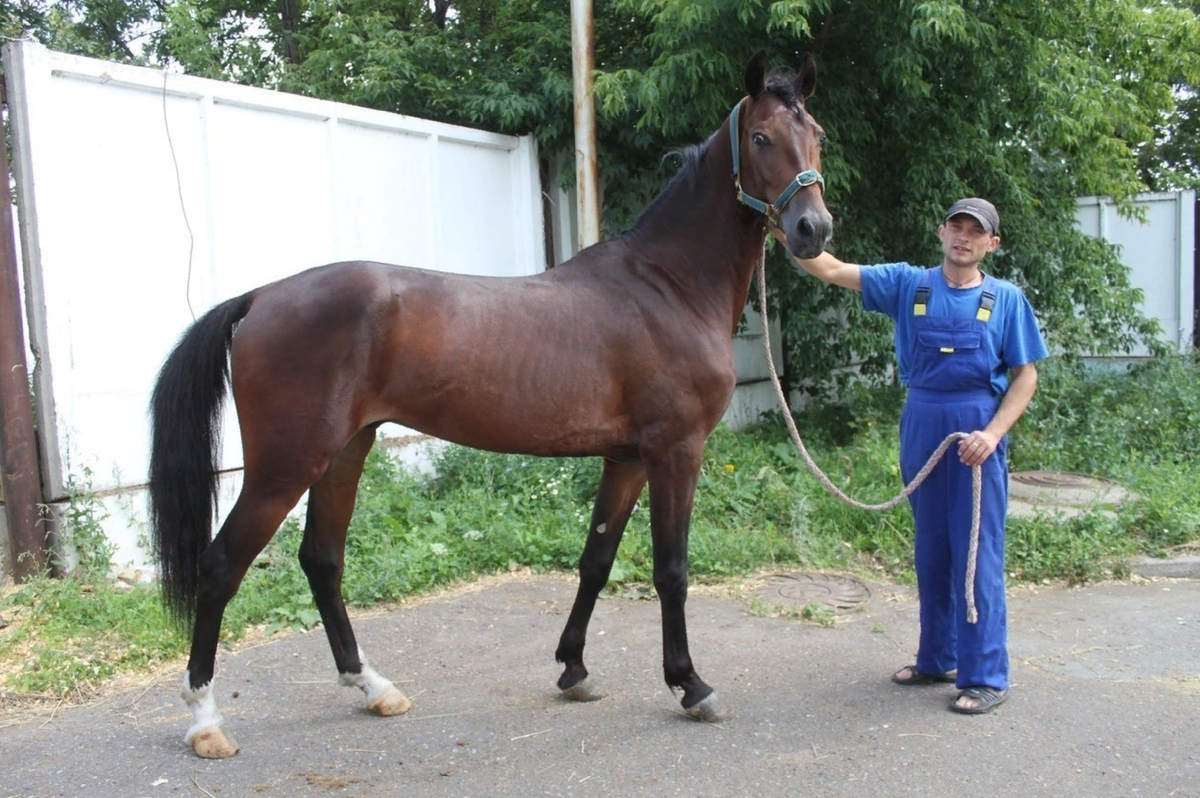 первый раз когда Жаспер был выставлен на продажу