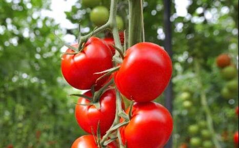    Фото: сайт Россельхознадзора Ульяна Бажанова