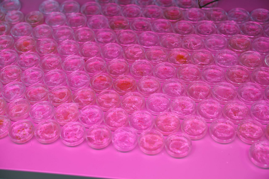 Фото: Илья Хачатурян