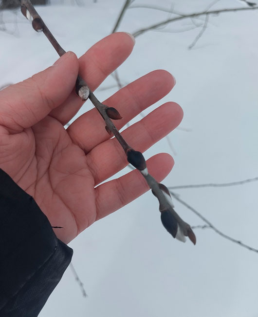  Верба проснулась в начале марта. Фото: Екатерина Ардашева