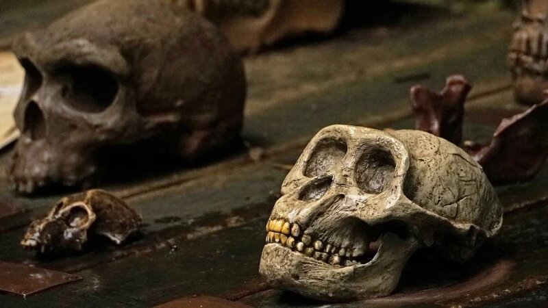     Кости, человеческие черепа. Открытые источники в Интернете (СС0)