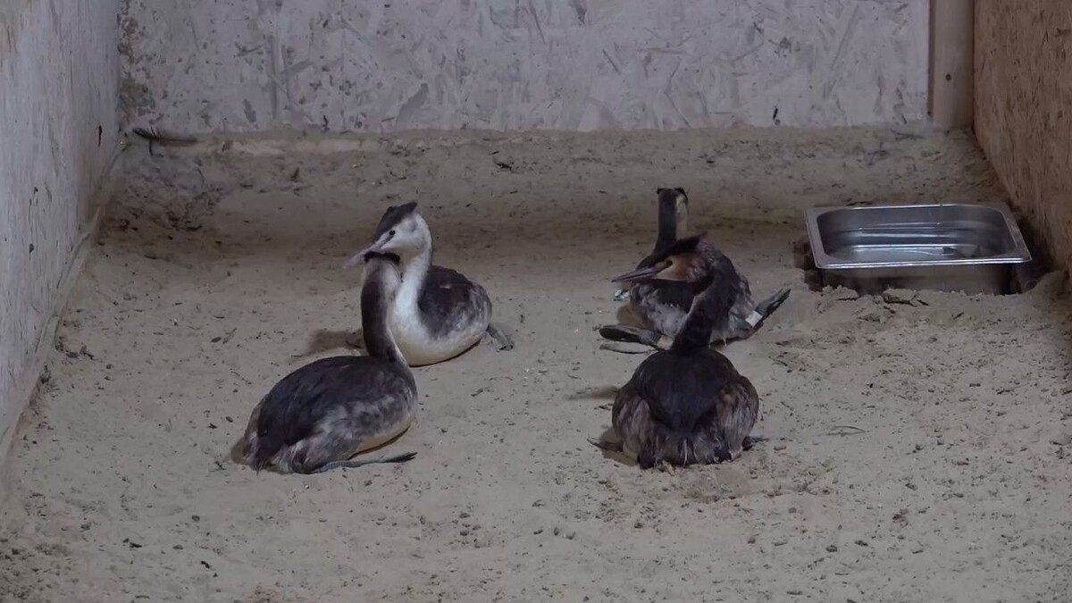    Фото: оперативный штаб Краснодарского края