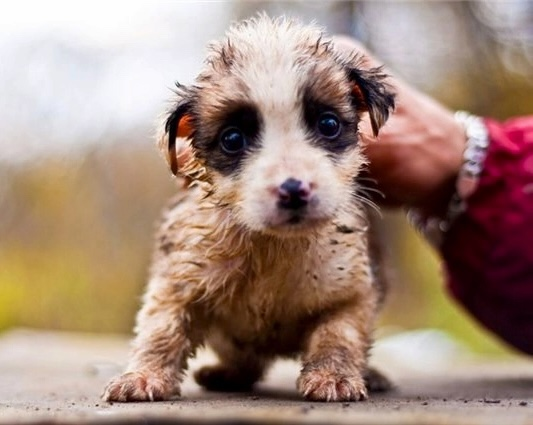 «Укууууусит!!!»-орет он нам отвсюду: из социальных сетей,из телевизоров,из газет и на улицах наших городов…