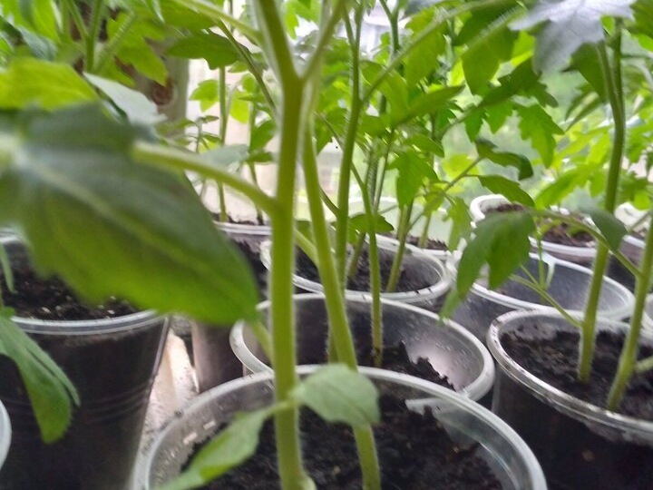 Томат вытягивается не потому, что света мало: 3 совета агрономов спасли мне иного рассады. Рассада коренастая - захочу, а не вытянется