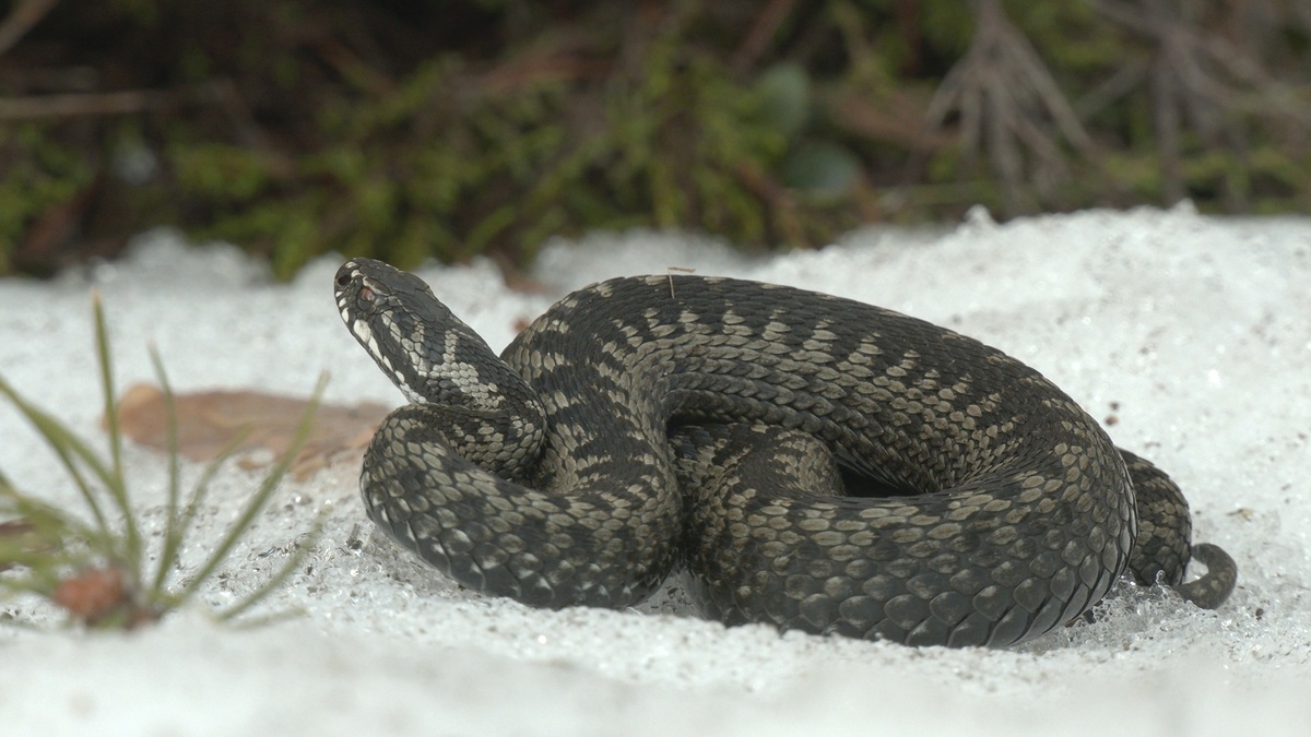 Фото: сообщество
 «Каждой твари по паре / Павел Глазков» в социальной сети «ВКонтакте»