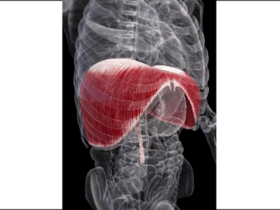 движение ребер и диафрагмы при дыхании