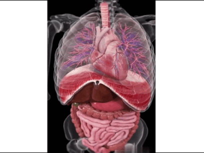 движение органов вверх-вниз при обычном дыхании и спокойном движении диафрагмы