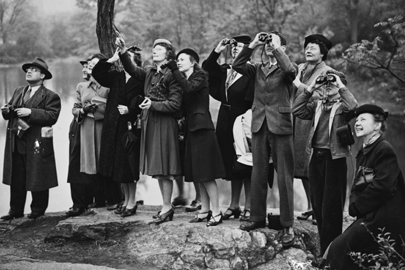    Фото: American Museum of Natural History