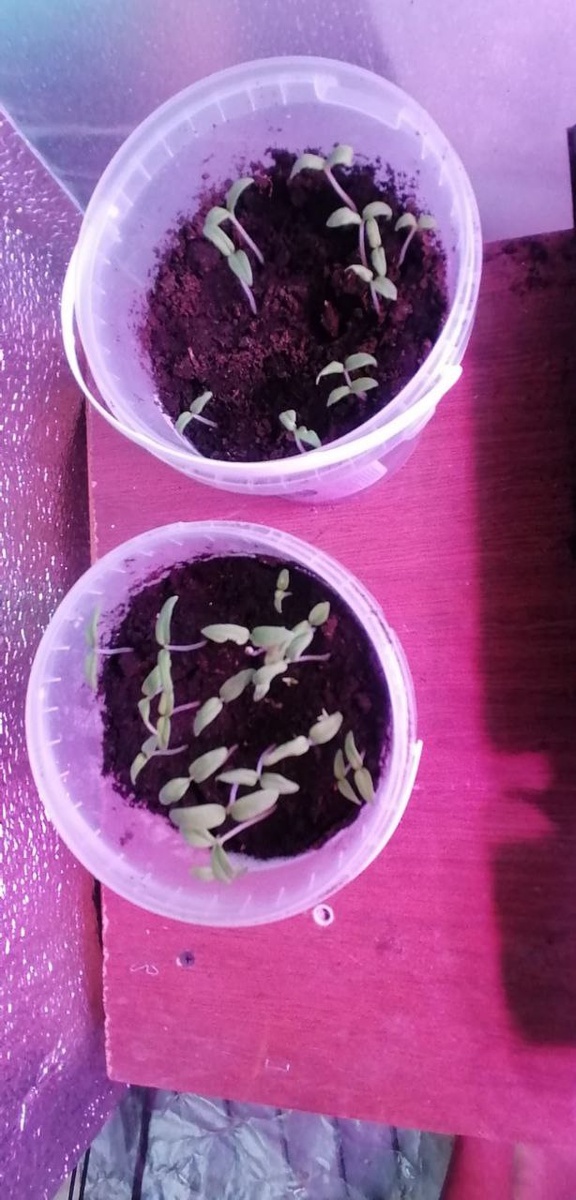 Помидоры в горшках