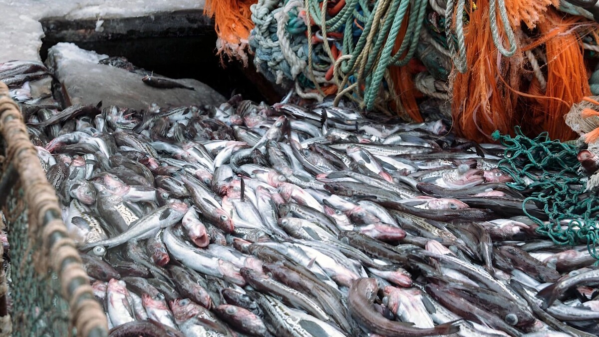     Источник: Пресс-служба комитета рыбного хозяйства правительства Хабаровского края