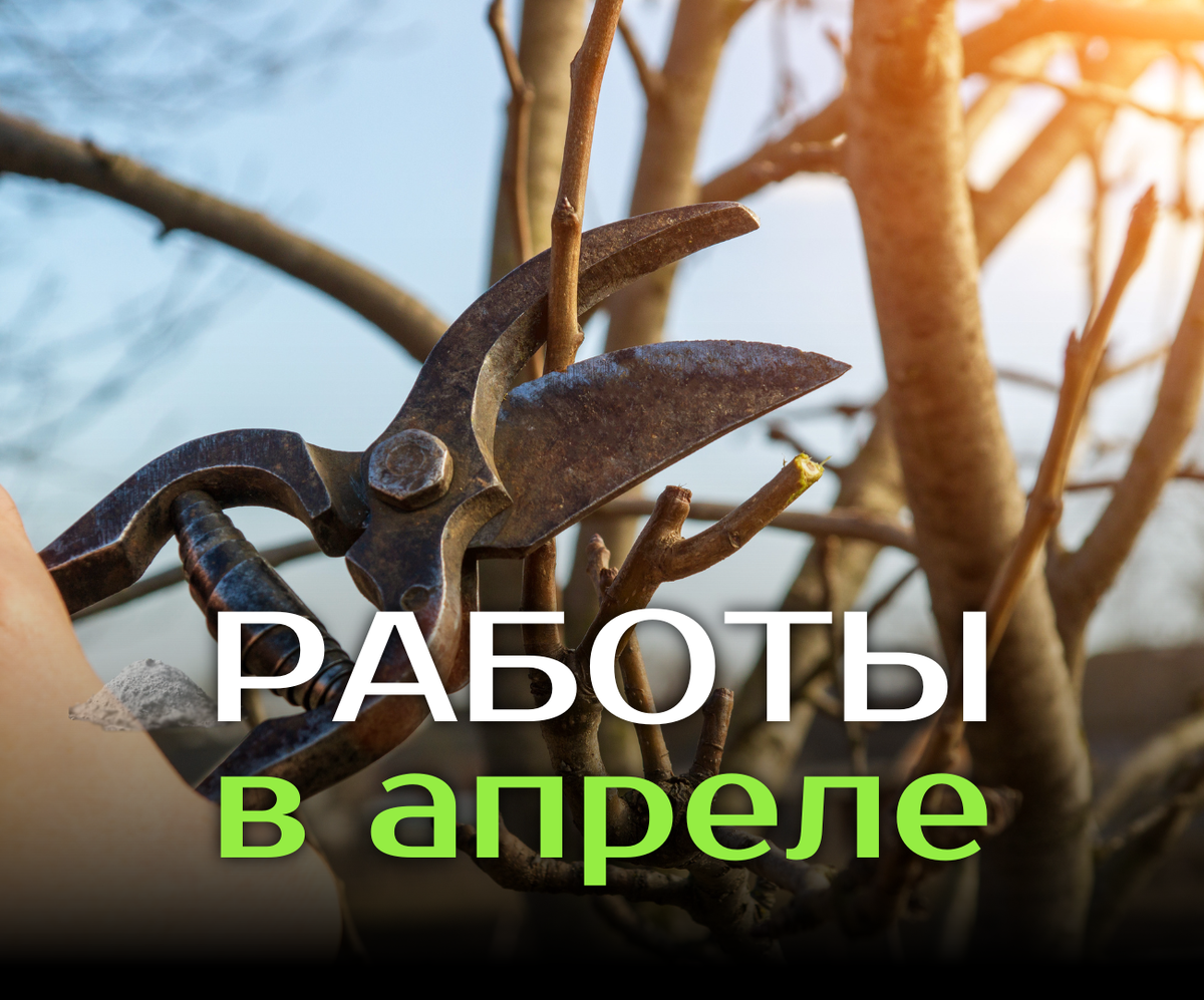 первые дела после схода снега