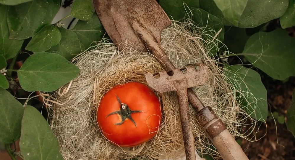 Как бороться с фитофторой на помидорах – эффективные методы без химии