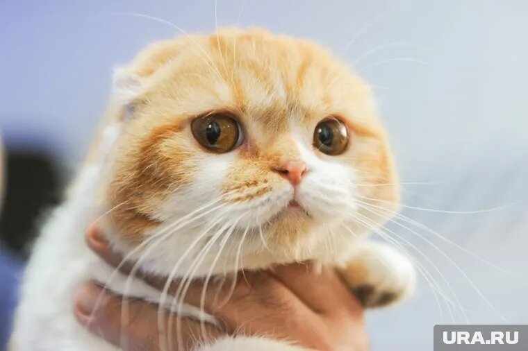 В Сургуте кото-няня может заработать 40 тысяч рублей в месяц. Фото: Вадим Ахметов © URA.RU