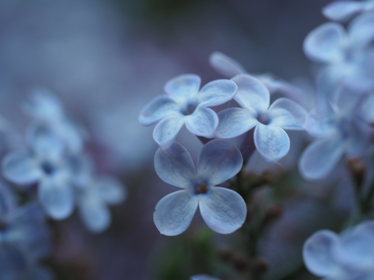 Пять лепестков на удачу