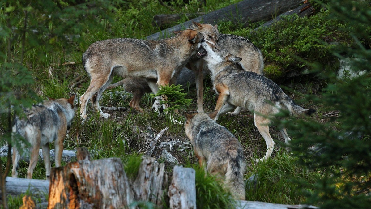     Радиация в Чернобыле поменяла генетическую структуру животных. Фото: freepik