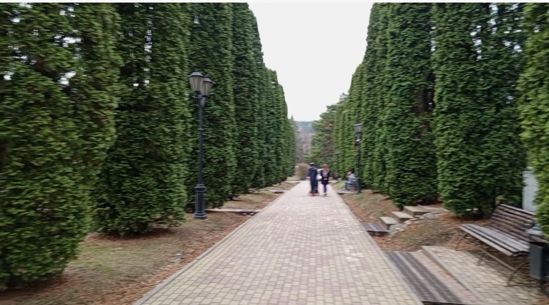 Туевая аллея в Долине роз.