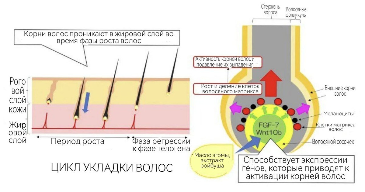 Эффект стимулирования роста волос растительными маслами и растительными экстрактами