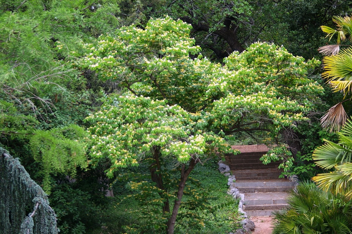    Жимолость Маака, общий вид. Фото автора