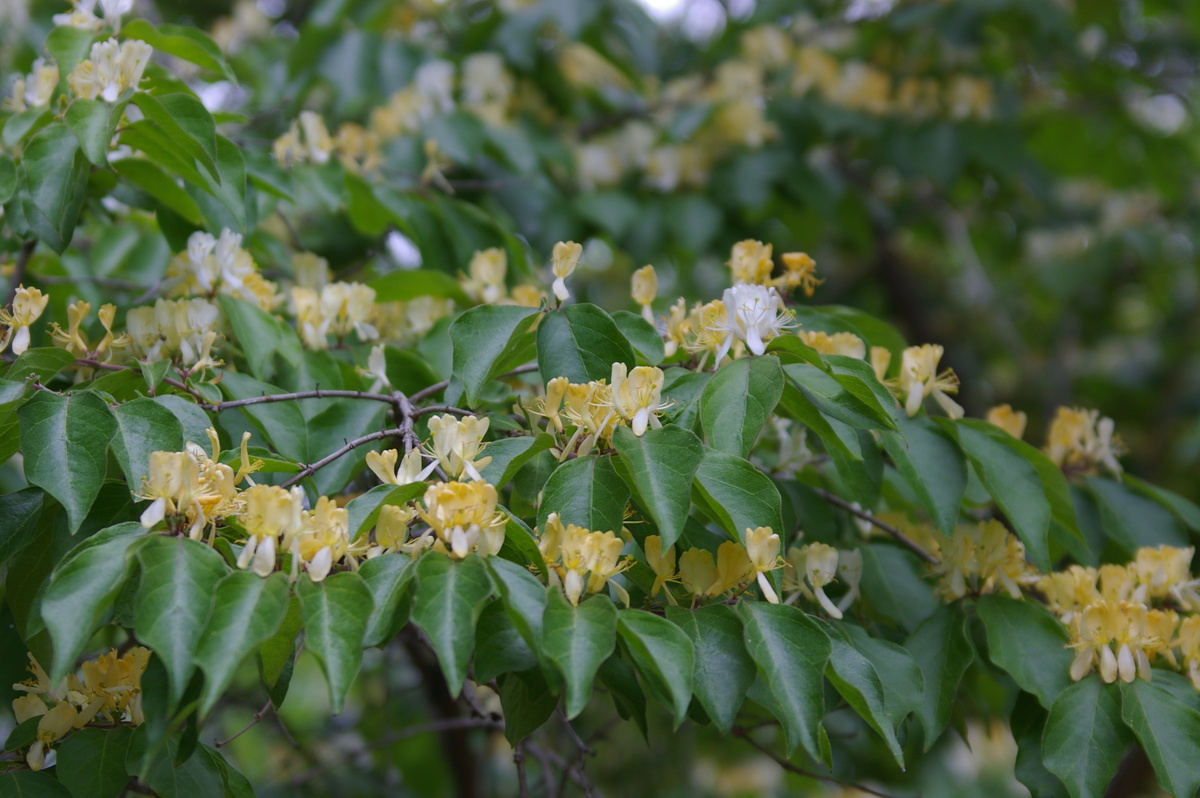    Жимолость Маака в цветении. Фото автора