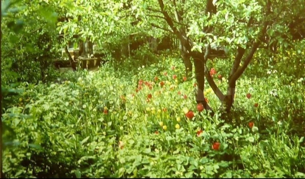 Фото из интернета. Заросший сад.