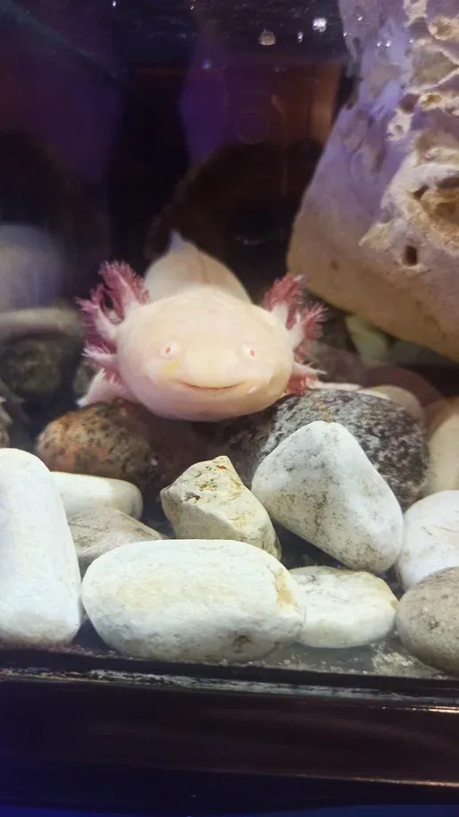 Рыбка рада всех видеть.