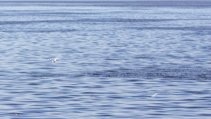    Жанровая фотография. Чайки пролетают над рекой Волга.