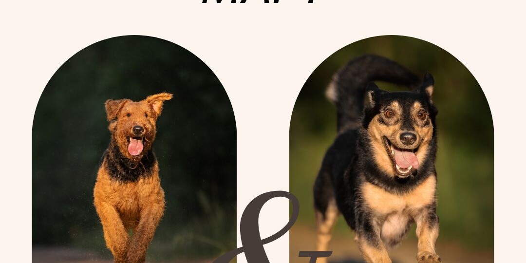 Люди и их собаки, дайджест за март 2025