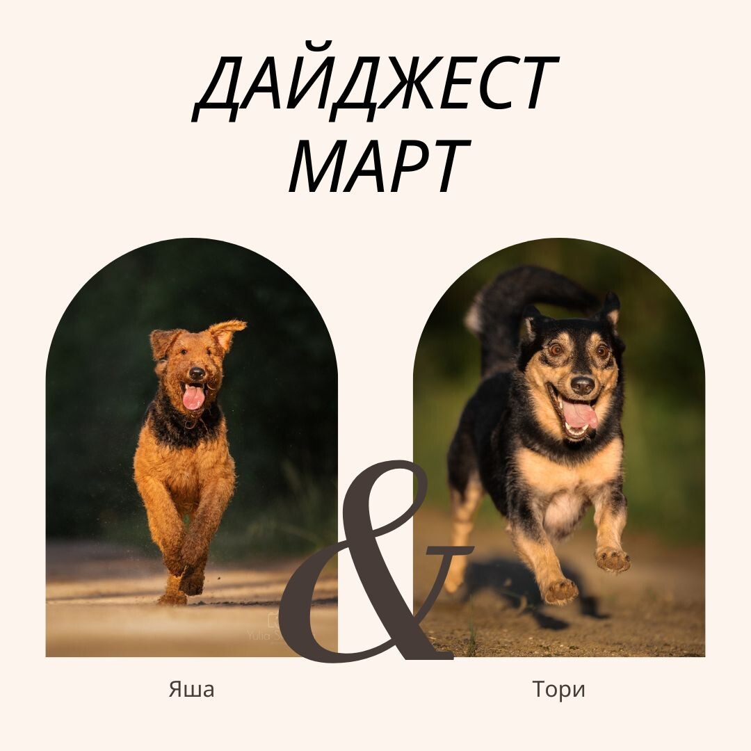 Фото: проект Люди и их собаки, истории собак о людях