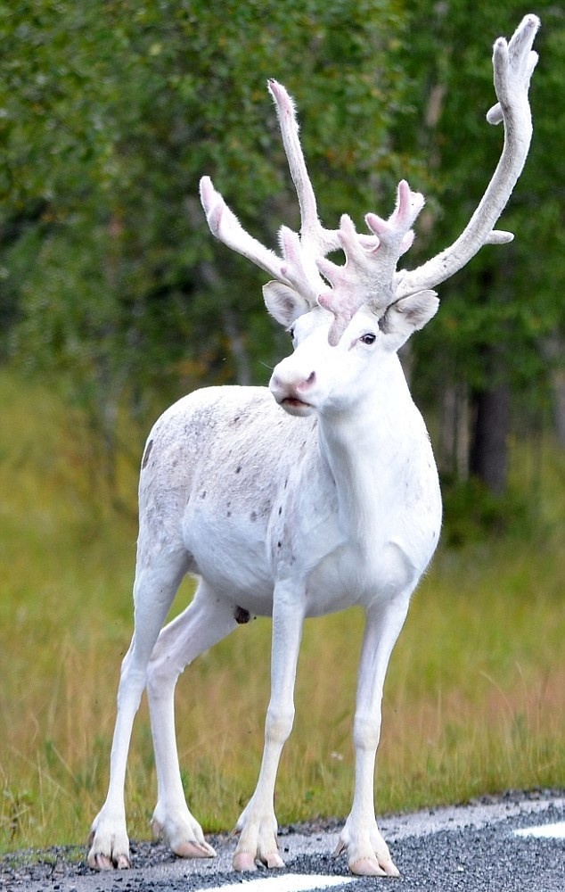 Так и хочется спросить: где прячешься летом, друг?