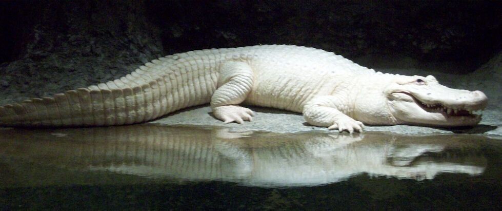 Крокодил-дэнди, любитель ночных приключений.