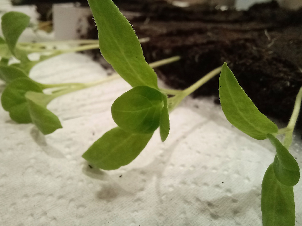 Баклажаны из "улиток"