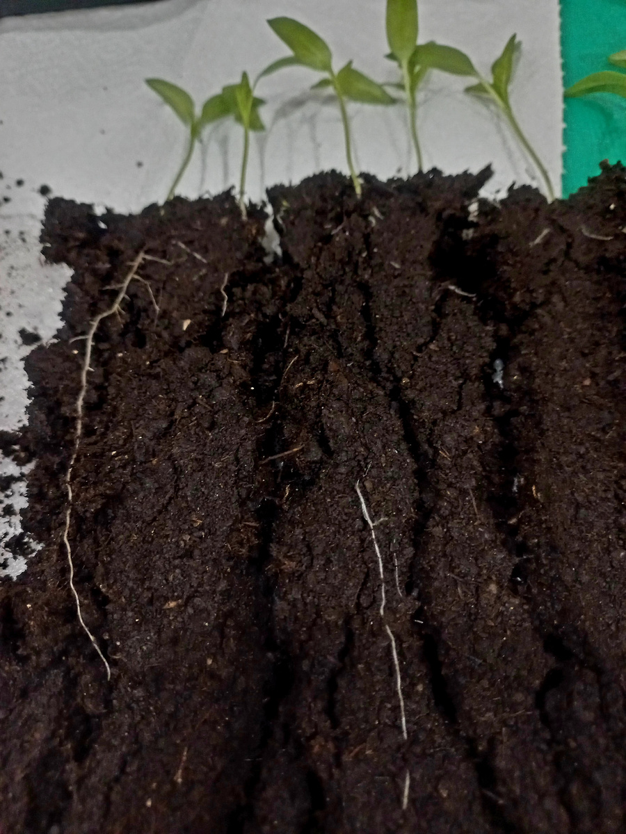 Перцы из "улитлк"