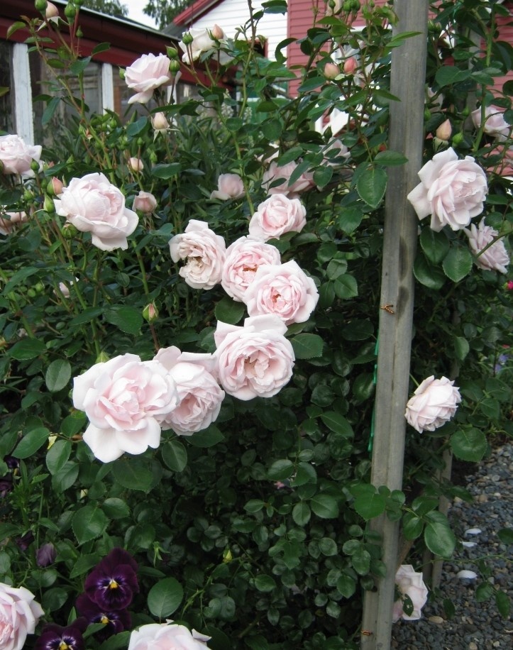 Роза 'New Dawn' на опоре в саду