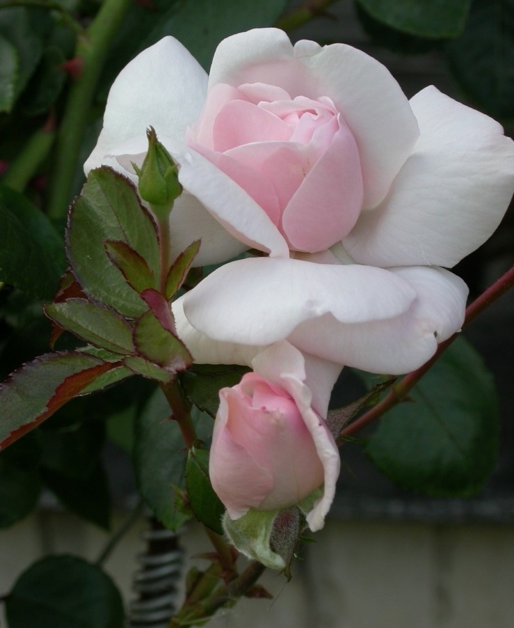 Роза 'New Dawn' в моем саду