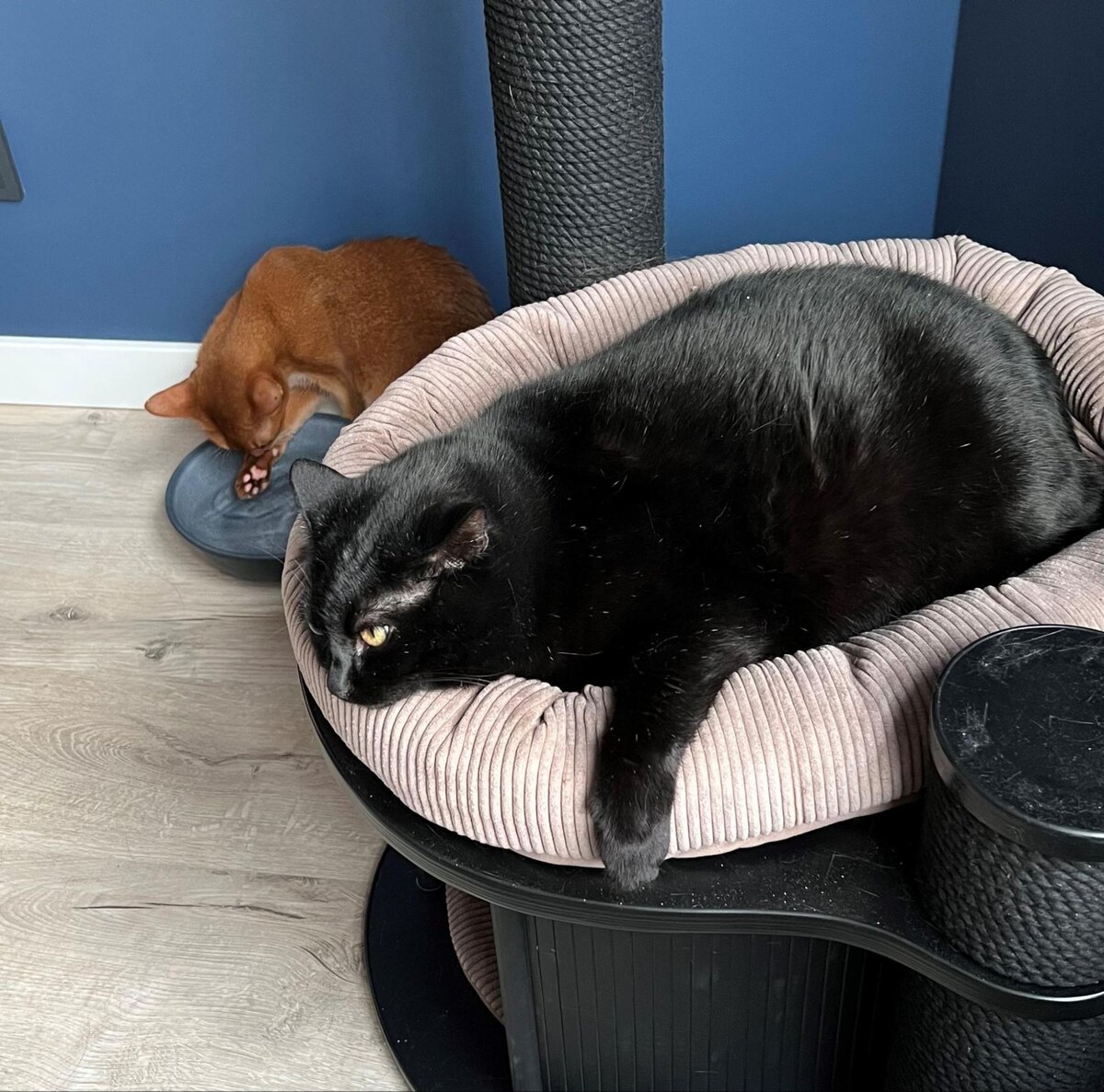 А это кошки Марии. Они тоже собрали любимые игрушки и лежанки и готовы к переезду