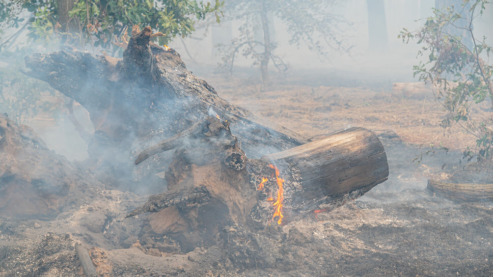 Фото: Олег Харсеев / Коммерсантъ