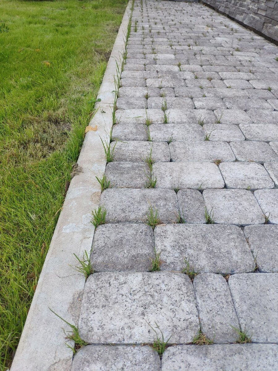 Трава между тротуарной плиткой Выбор. Это не страшно