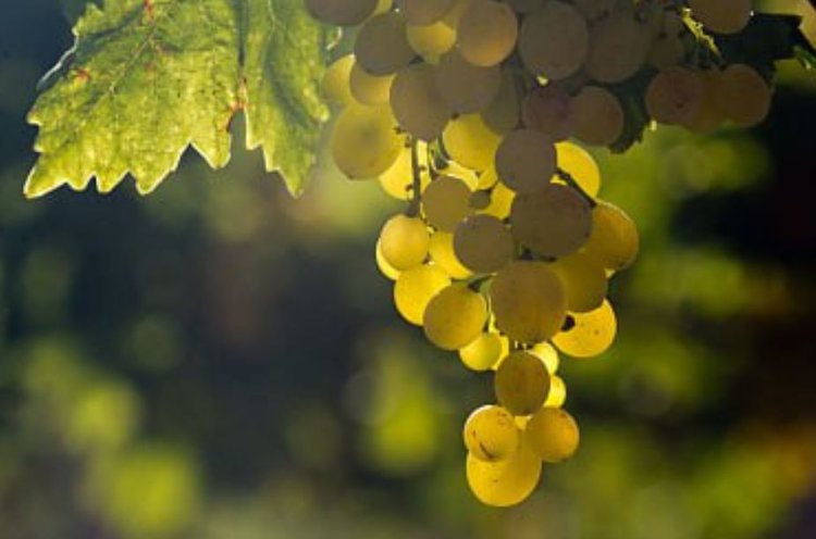    Российские виноградари вышли за пределы 110 тысяч га