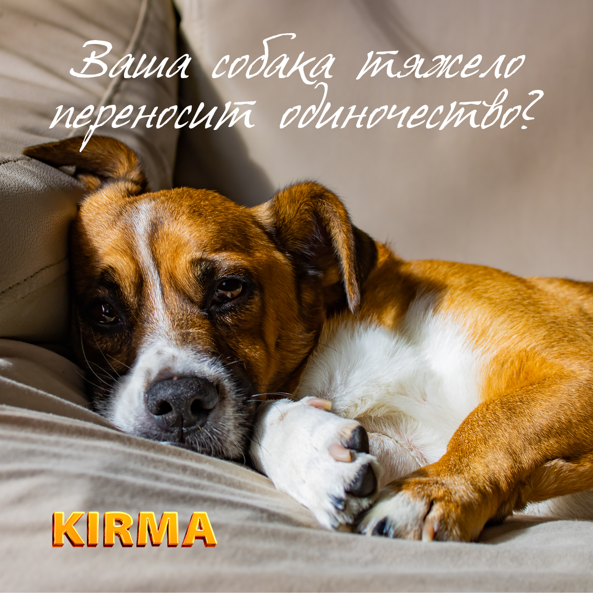 Ваша собака тяжело переносит одиночество