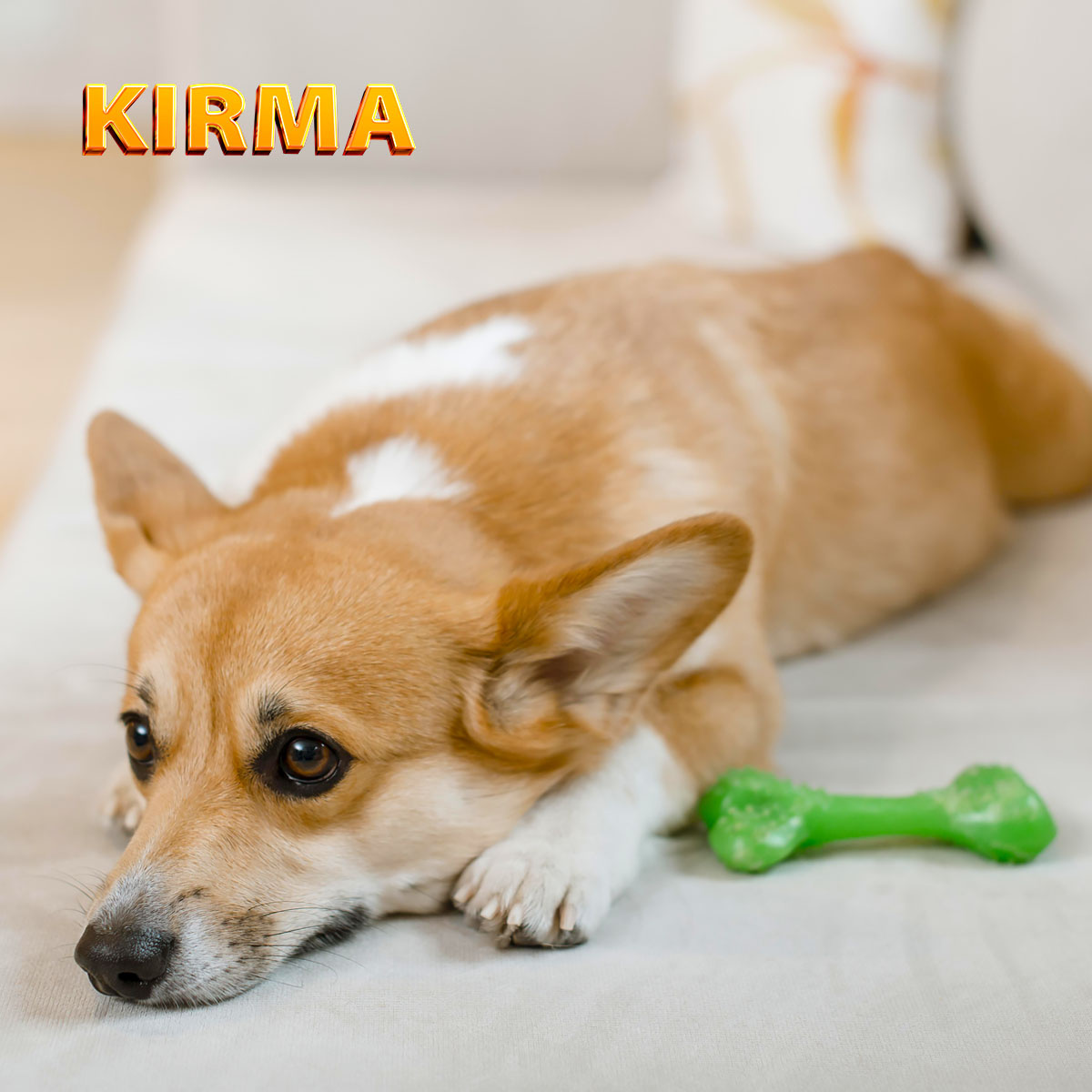 Обеспечьте собаке занятие на целый день