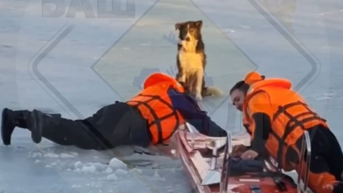    Собака едва не провалилась под лед на середине озера в Уфе