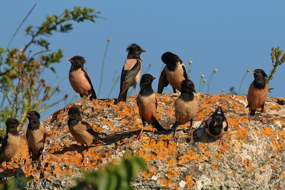    Гнездовые колонии розового скворца можно наблюдать в каменных лабиринтах Каралара. Фото: Григорий Прокопов