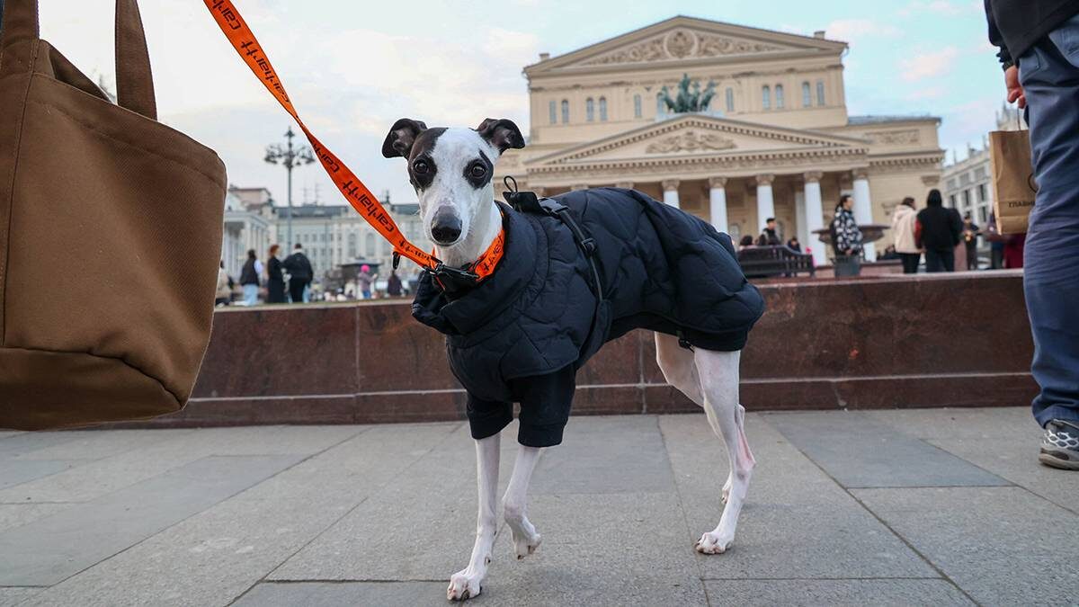    Фото: Ярослав Чингаев / АГН Москва