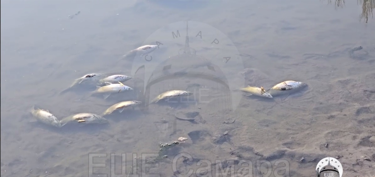    Скриншот видео ЕЩЁ Самара t.me/eshcho_samara