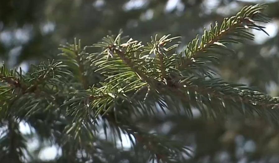     Синоптики рассказали о погоде в Красноярске на апрель
